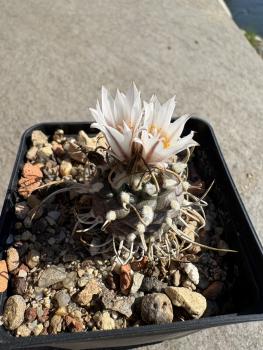 Turbinicarpus frailensis